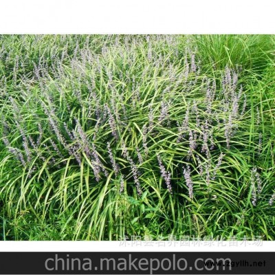 名界园林 常年供应各种兰花 优质兰花三七