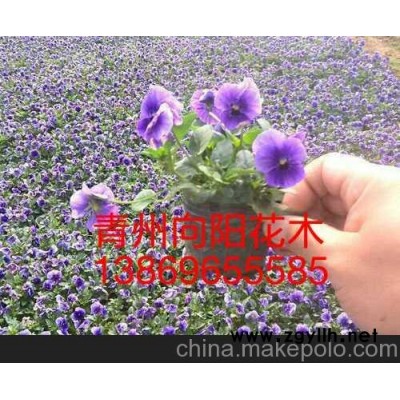 百色三色堇新报价山东向阳草花苗木基地