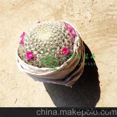 批发室内吸甲醛防辐射净化空气小盆栽仙人球(A100)玉翁整箱