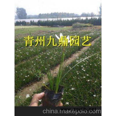 盘锦市紫叶小檗价格