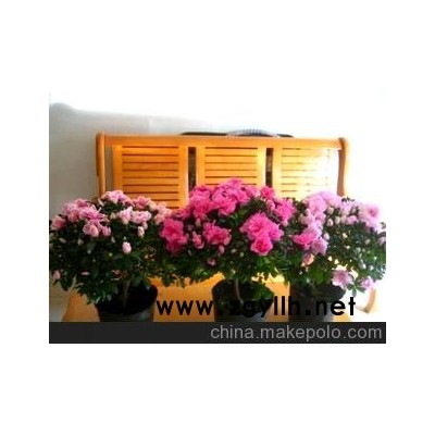 年宵花卉/杜鹃花批发