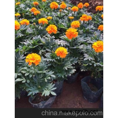 供应一串红价格 青州花卉市场