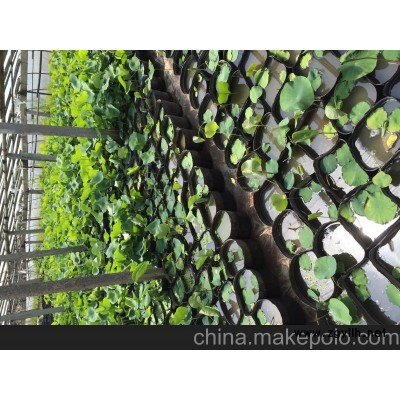 供应水生植物价格 山东水生植物种植基地