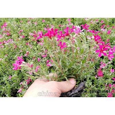 江苏芝樱花海苗,镇江芝樱袋苗,句容芝樱基地打造