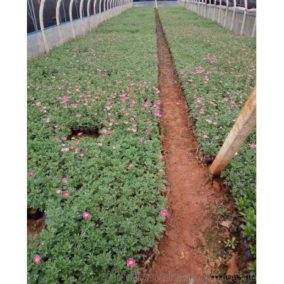 供应批发云南昆明地区玛格丽特地被小苗