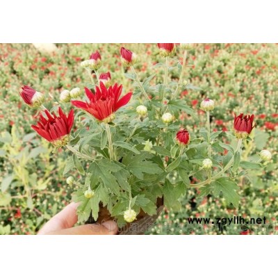 批发山东国庆菊,九月菊批发价格美丽