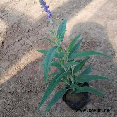 鑫超花卉苗木墨西哥鼠尾草 墨西哥鼠尾草价格 墨西哥鼠尾草图片