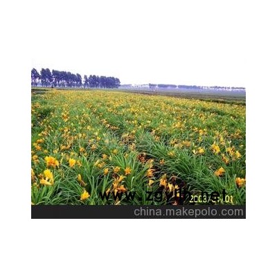 大花萱草-花卉苗木