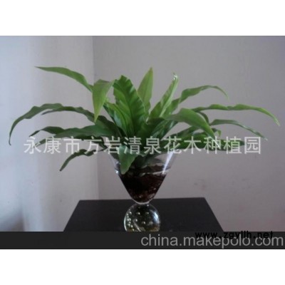 水培龙舌兰，环保 卫生 时尚的无土栽培花卉