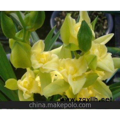厦门现货 黄金素蕊 大花蕙兰 黄花三星 优惠价100元/苗