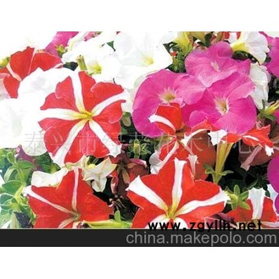 批发供应万寿菊 矮牵牛 鸡冠花