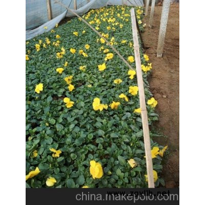 韶关三色堇新报价山东向阳草花苗木基地