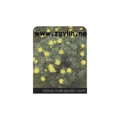 梳黄菊(图)