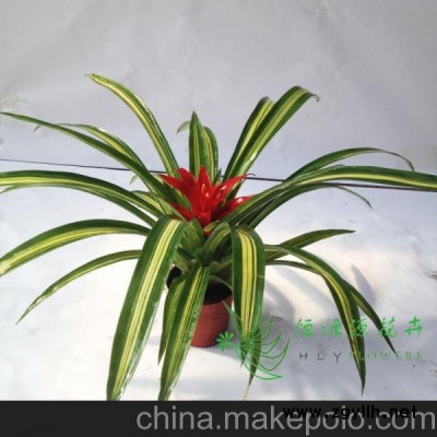 批发红运当头凤梨小盆栽净化空气防辐射 吸收甲醛（90）斑叶红星
