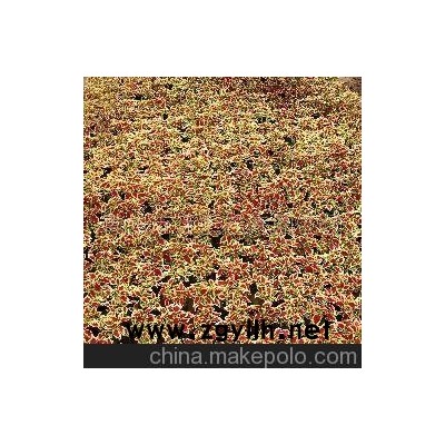 青州市百汇花卉园艺场 厂家供应草花，孔雀草