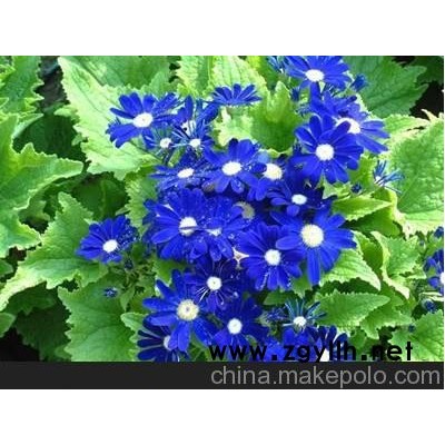 供应瓜叶菊