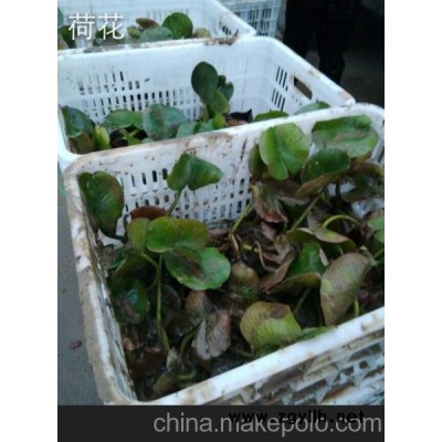 供应基地绿化水生植物