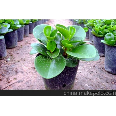 培玉（又名碧玉，驱蚊草）(图)