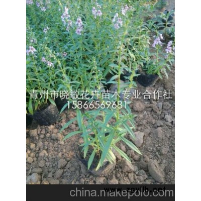 千屈菜 水生植物 千屈菜苗 盆栽千屈菜 宿根花卉