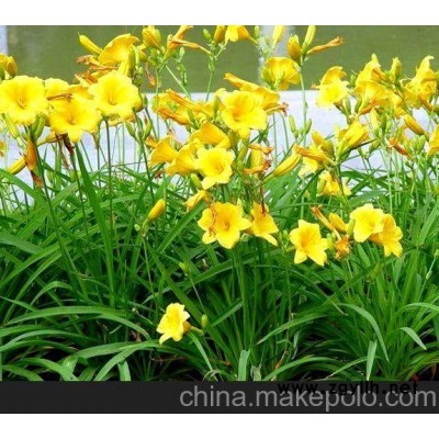 萱草 鸢尾 波斯菊