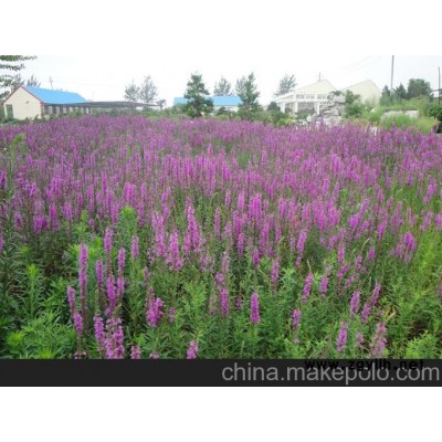 湘潭市蛇鞭菊价格图2