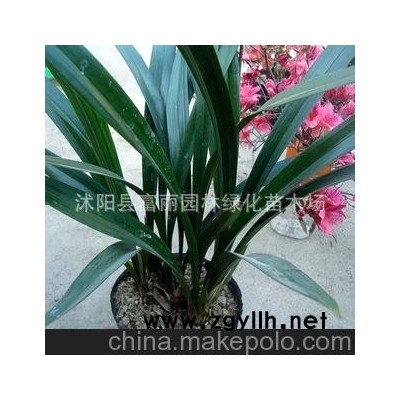 兰花 企黑墨兰苗 绿植花卉盆栽 赏叶品种 极具品味年