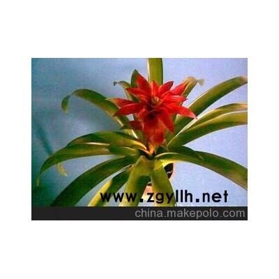 凤梨/花卉/步步高升