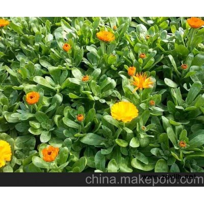 供应八宝景天价格 青州花卉市场
