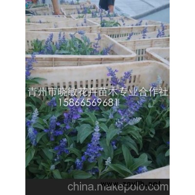 蓝花鼠尾草 鼠尾草 一串蓝 宿根鼠尾草