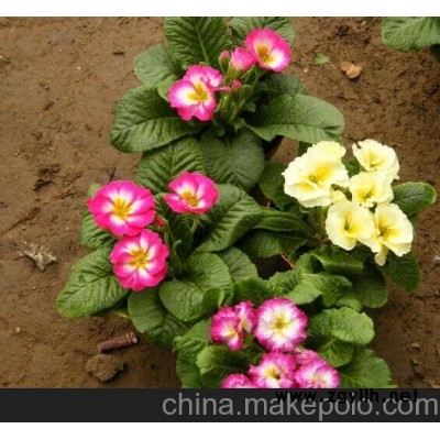 春节时令花卉报春花 春节花卉报春花 报春花