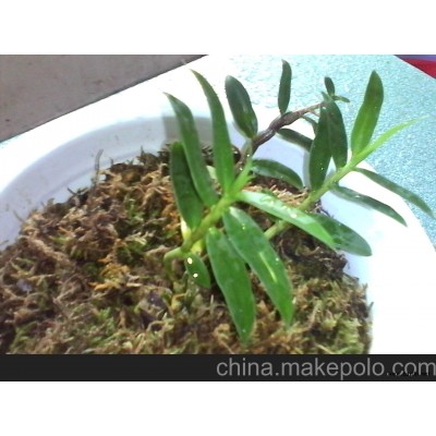 植物黄金铁皮石斛兰