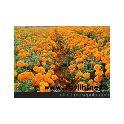 万寿菊 臭芙蓉 万寿灯 蜂窝菊 蝎子菊-花坛-景观-花草树木-花卉园