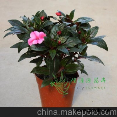 批发观花盆栽阳台绿植花卉 周年开花不断泛美非凡 新几内亚凤仙