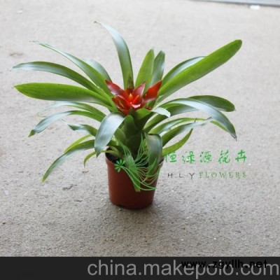 批发红运当头凤梨小盆栽净化空气吸收甲醛（90）小红星（千禧星）