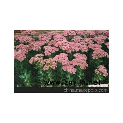 园林绿化花卉苗木八宝景天