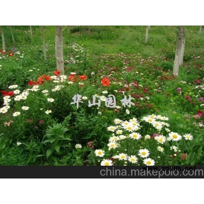 野花组合、耐热型、19种花色