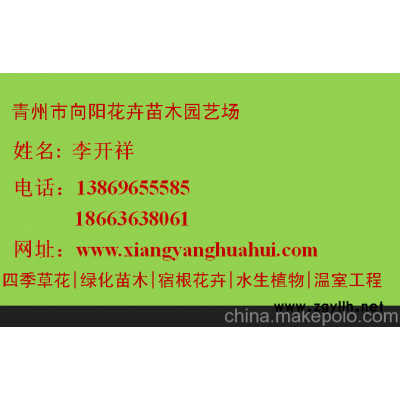 湖南松果菊供应信息｛专业种植批发基地｝