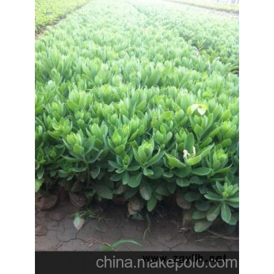 供应八宝景天价格 青州八宝景天价格