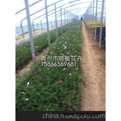 供应宿根花卉价格 青州宿根花卉种植基地