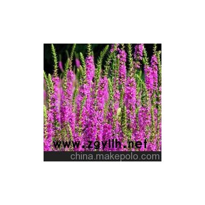 茨菇--花草--山东青州花卉园