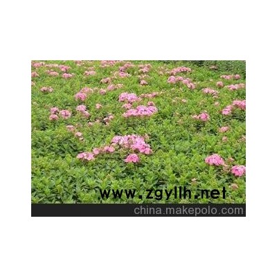北京苗圃出售绿化苗木 园林苗圃 紫丁香/美蕊花/无花果