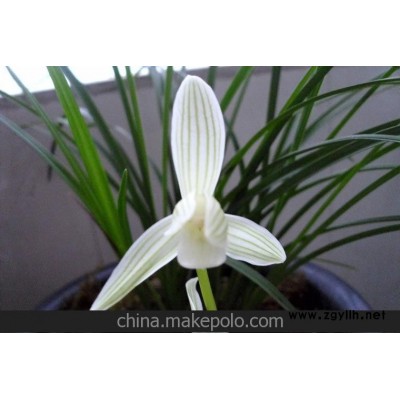 厦门现货 兰花-莲瓣兰-色花素心-碧龙玉素 带花苞 25元/苗