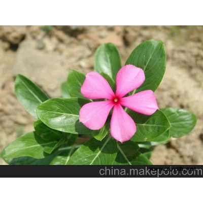 供应长春花