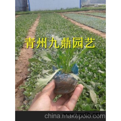 鞍山市紫叶小檗价格