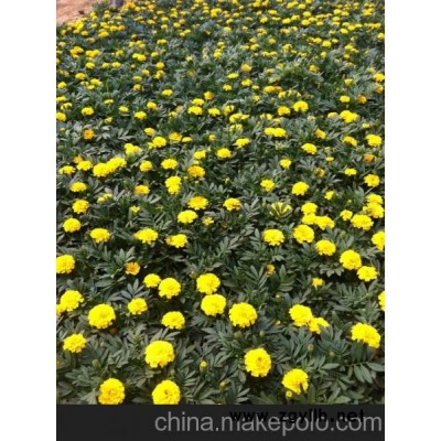 供应福禄考价格 青州福禄考价格 山东福禄考价格