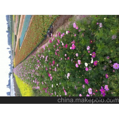 供应波斯菊价格 青州波斯菊价格