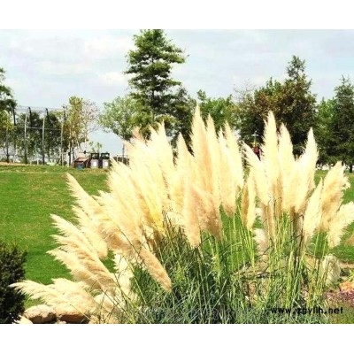 20年花农观赏草基地,园林景观芒,绿化观赏草品种大全