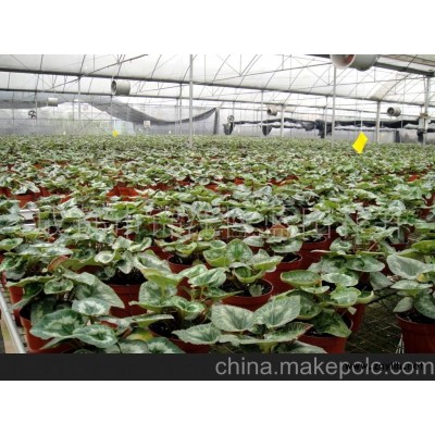 批发零售仙客来