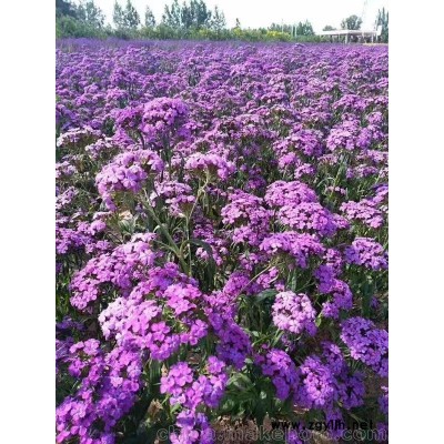 供应美国石竹蓝紫色种子种苗