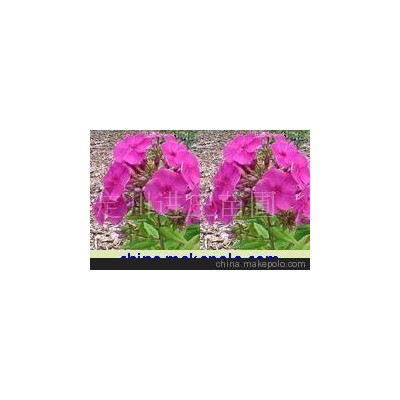 宿根花卉福禄考 荷兰菊 地北菊 千屈菜 醉鱼草